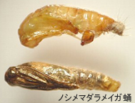ノシメマダラメイガ 幼虫