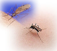蚊の生態・種類